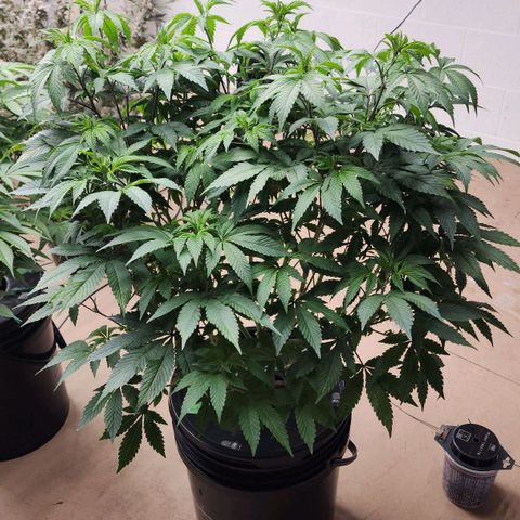 #10a Fried Banana growlog timeline photo