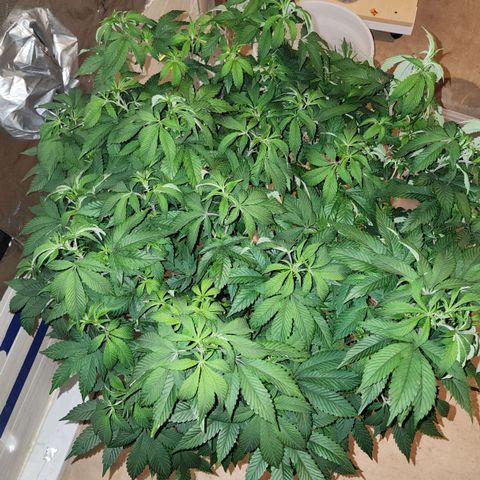 #10a Fried Banana growlog timeline photo