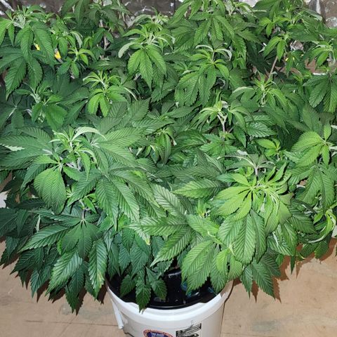 #10a Fried Banana growlog timeline photo