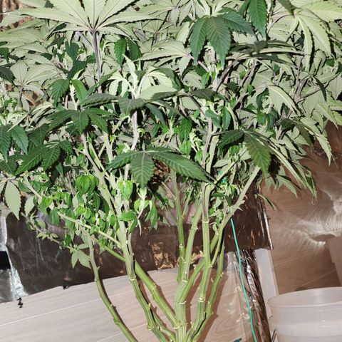 #10a Fried Banana growlog timeline photo