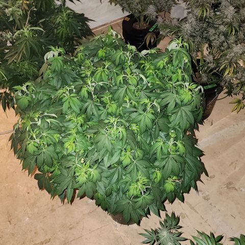#10a Fried Banana growlog timeline photo