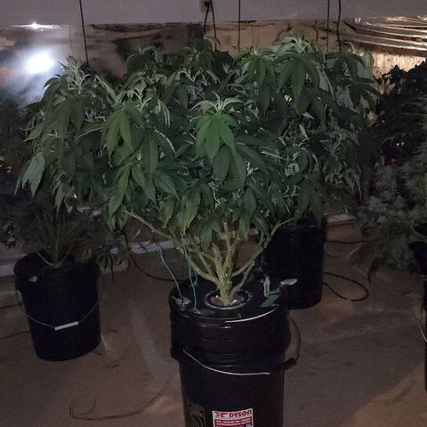 #10a Fried Banana growlog timeline photo