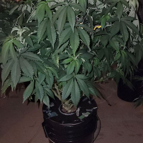 #10a Fried Banana growlog timeline photo