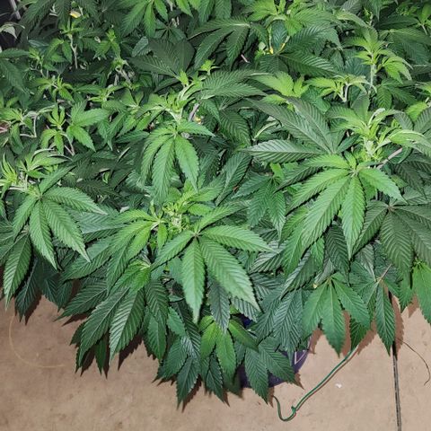#10a Fried Banana growlog timeline photo