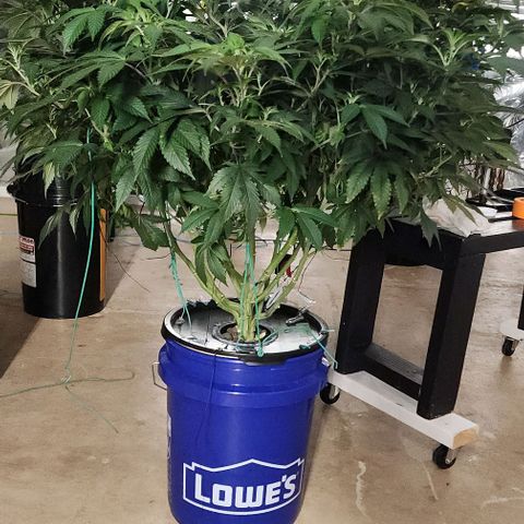 #10a Fried Banana growlog timeline photo