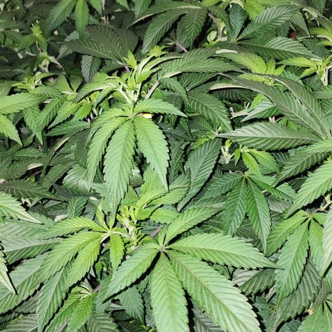 #10a Fried Banana growlog timeline photo