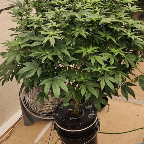 #10a Fried Banana growlog timeline photo