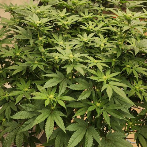 #10a Fried Banana growlog timeline photo