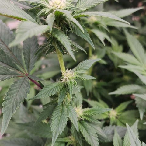 #10a Fried Banana growlog timeline photo