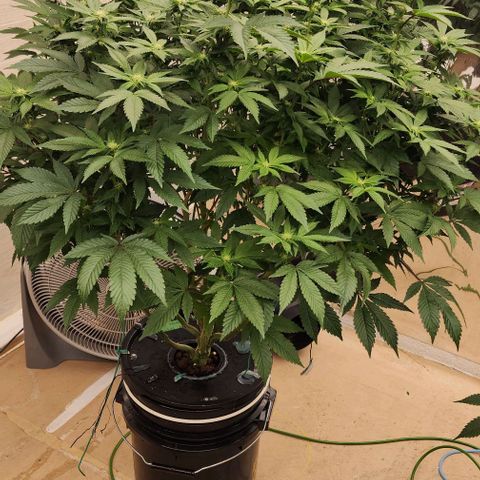 #10a Fried Banana growlog timeline photo
