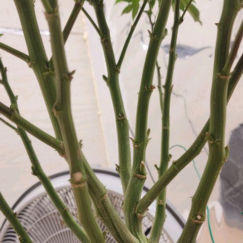 #10a Fried Banana growlog timeline photo