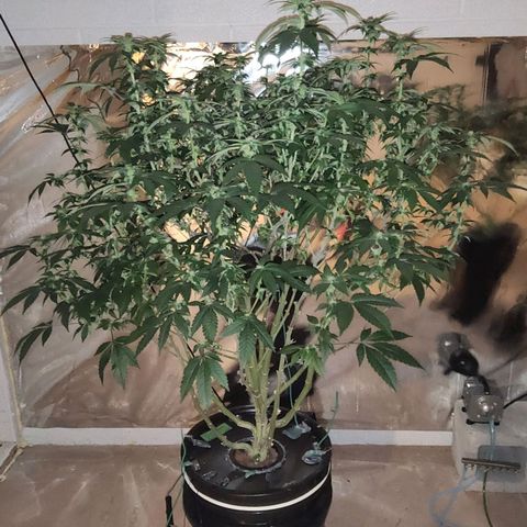#10a Fried Banana growlog timeline photo