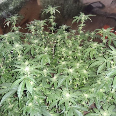 #10a Fried Banana growlog timeline photo