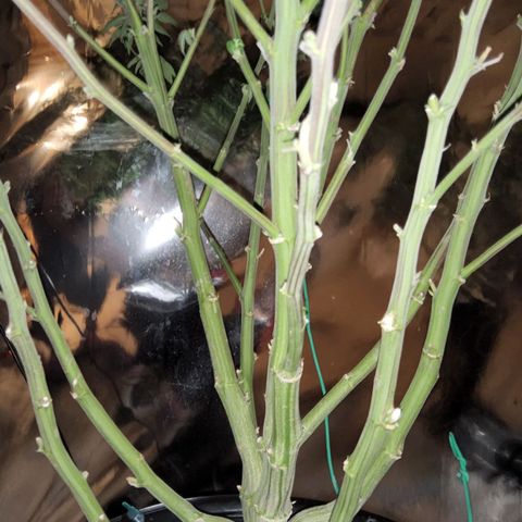 #10a Fried Banana growlog timeline photo