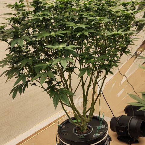 #10a Fried Banana growlog timeline photo