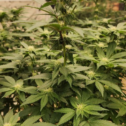 #10a Fried Banana growlog timeline photo