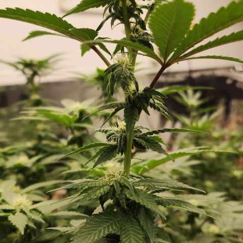 #10a Fried Banana growlog timeline photo