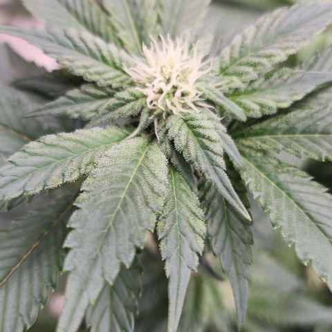 #10a Fried Banana growlog timeline photo