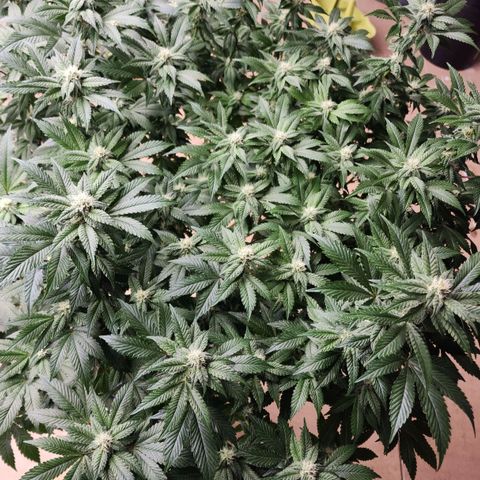 #10a Fried Banana growlog timeline photo