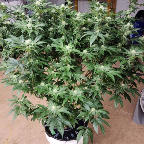 #10a Fried Banana growlog timeline photo