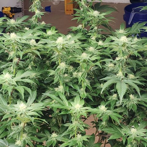 #10a Fried Banana growlog timeline photo