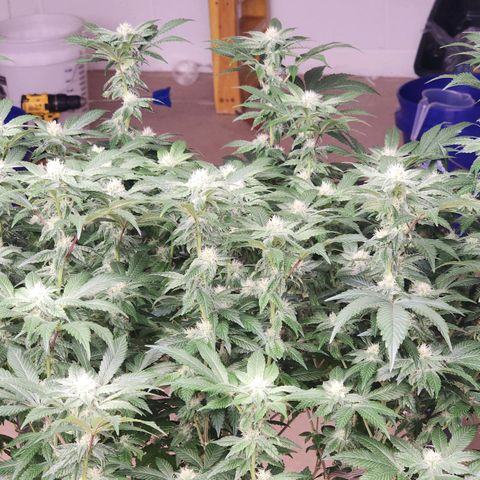 #10a Fried Banana growlog timeline photo