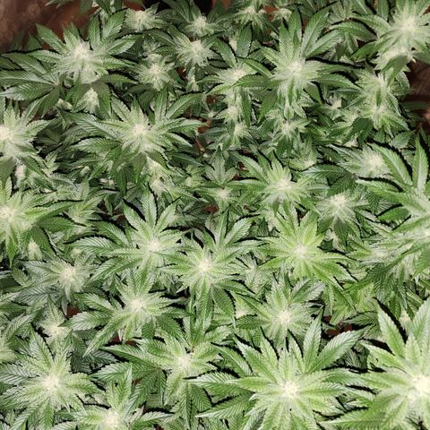 #10a Fried Banana growlog timeline photo