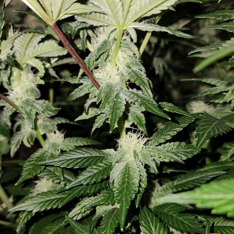 #10a Fried Banana growlog timeline photo