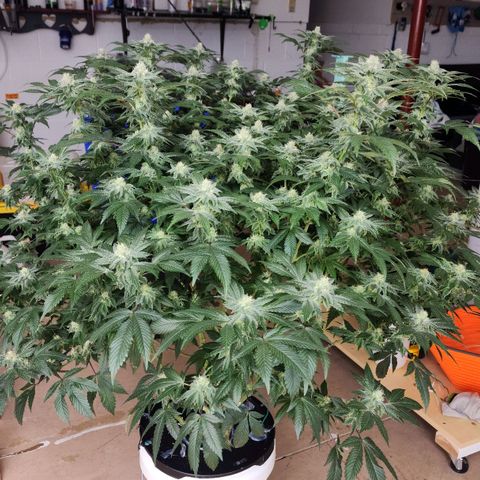 #10a Fried Banana growlog timeline photo