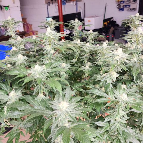 #10a Fried Banana growlog timeline photo