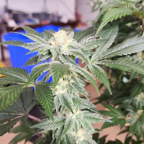 #10a Fried Banana growlog timeline photo