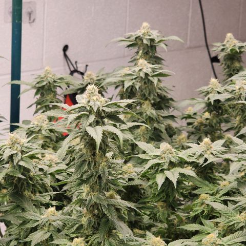 #10a Fried Banana growlog timeline photo