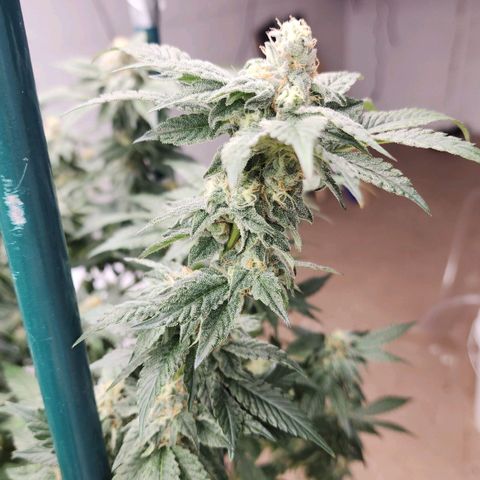 #10a Fried Banana growlog timeline photo