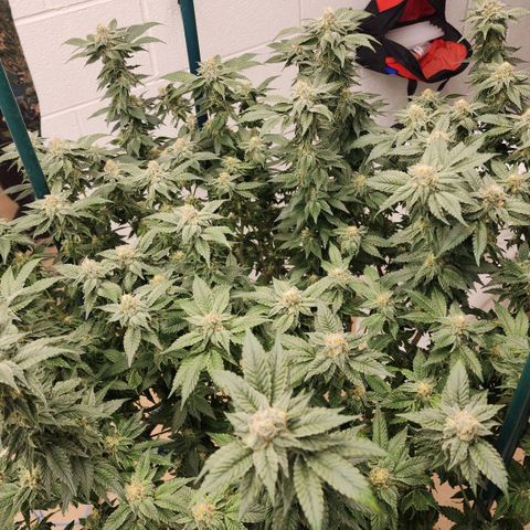 #10a Fried Banana growlog timeline photo