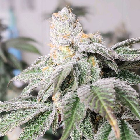 #10a Fried Banana growlog timeline photo