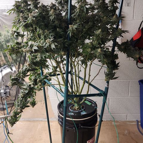 #10a Fried Banana growlog timeline photo