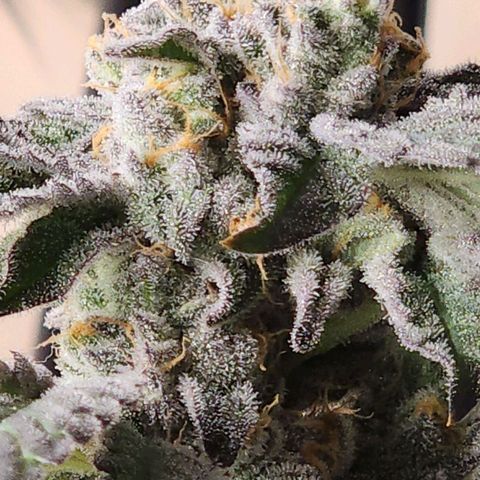 #10a Fried Banana growlog timeline photo