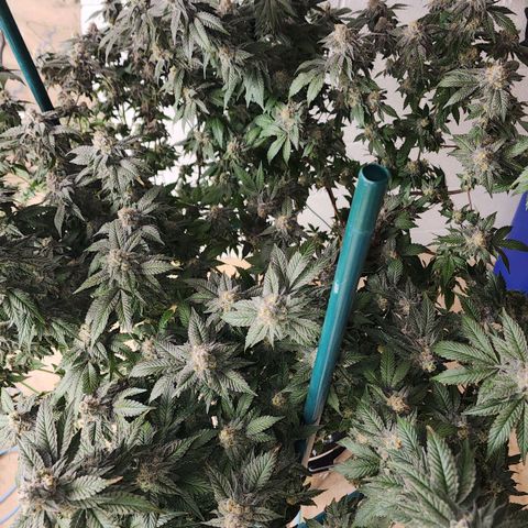 #10a Fried Banana growlog timeline photo