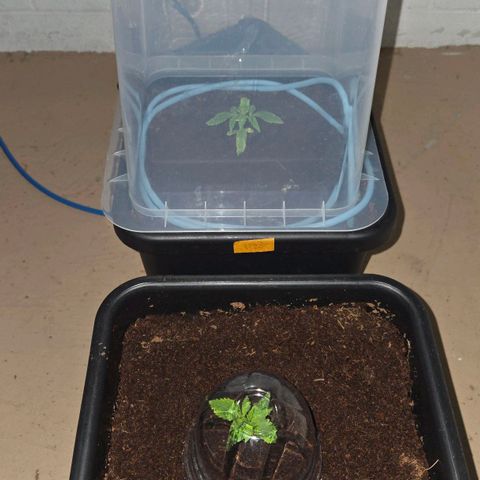 420 Mystery x7 -1 growlog timeline photo
