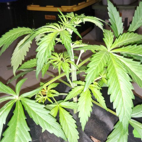 420 Mystery x7 -1 growlog photo: Washed Buckets
5.8ph
1.2ec
Calm again
Cropsalt
Ro/Tap
