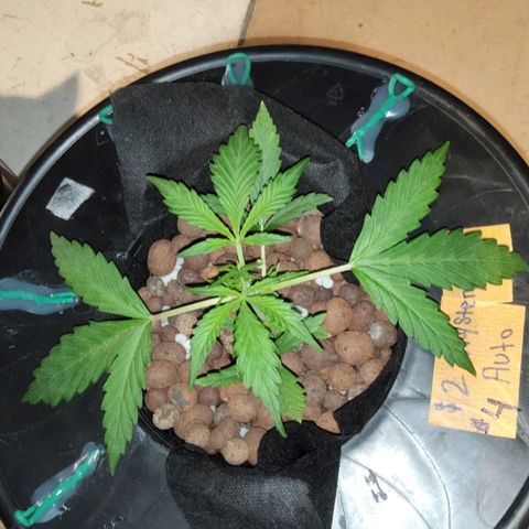 420 Mystery x7 -1 growlog photo: Washed Buckets
5.8ph
1.2ec
Calm again
Cropsalt
Ro/Tap