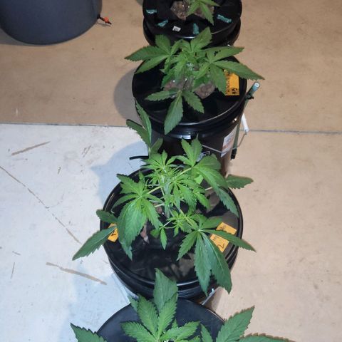 420 Mystery x7 -1 growlog photo: Washed Buckets
5.8ph
1.2ec
Calm again
Cropsalt
Ro/Tap