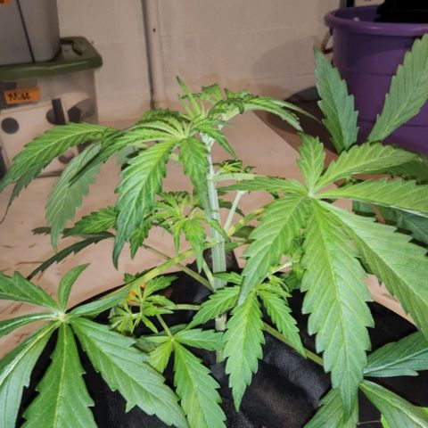 420 Mystery x7 -1 growlog photo: Washed Buckets
5.8ph
1.2ec
Calm again
Cropsalt
Ro/Tap