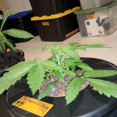 420 Mystery x7 -1 growlog photo: Washed Buckets
5.8ph
1.2ec
Calm again
Cropsalt
Ro/Tap