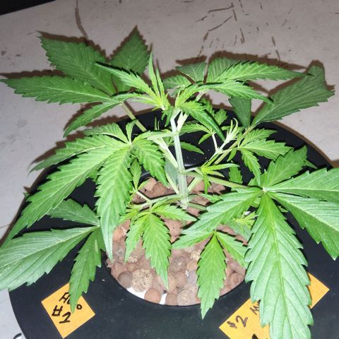 420 Mystery x7 -1 growlog photo: Washed Buckets
5.8ph
1.2ec
Calm again
Cropsalt
Ro/Tap