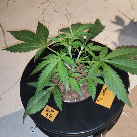 420 Mystery x7 -1 growlog photo: Washed Buckets
5.8ph
1.2ec
Calm again
Cropsalt
Ro/Tap
