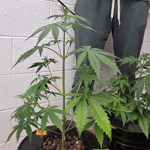 420 Mystery x7 -1 growlog timeline photo