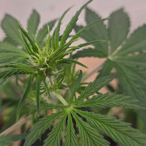 420 Mystery x7 -1 growlog photo: Number 2 