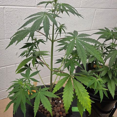 420 Mystery x7 -1 growlog photo: Number 2 
