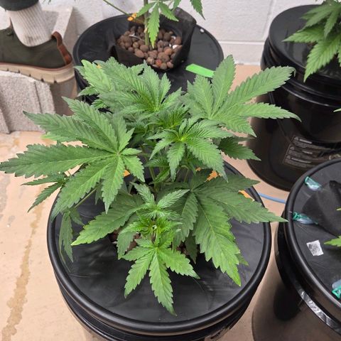420 Mystery x7 -1 growlog photo: #3